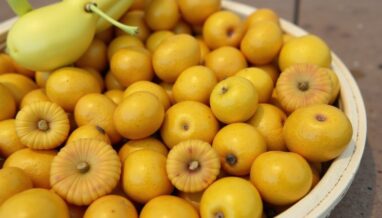 Fruits en V : À la découverte de la vanille et de la vavangue, trésors rares à savourer